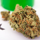 Image for article titled Animals on Drugs, Chuck Berry on Keith Richards, and Israel: Home to the World's Best Weed